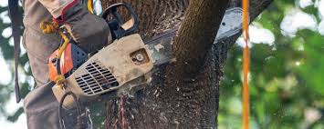 Best Tree Health Inspection  in Lincroft, NJ