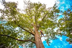 Best Tree Removal  in Lincroft, NJ