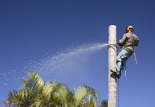 Best Tree Trimming and Pruning  in Lincroft, NJ