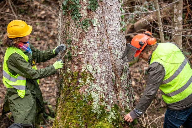 Best Utility Line Clearance  in Lincroft, NJ