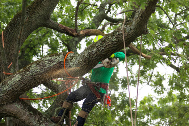 Best Tree Preservation Services  in Lincroft, NJ