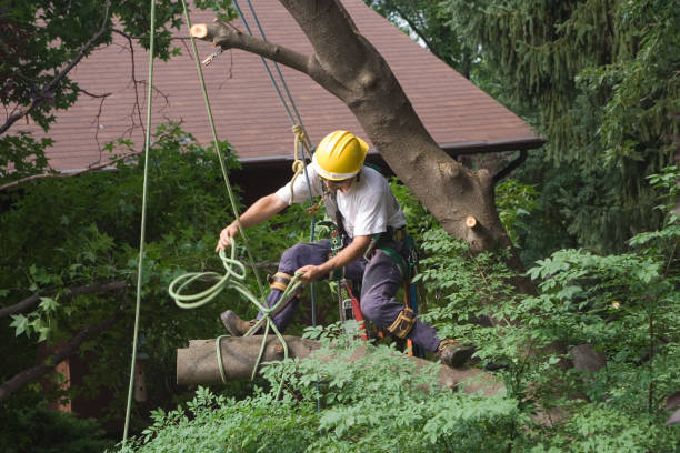 Best Leaf Removal  in Lincroft, NJ