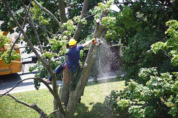 Lincroft, NJ Tree Care Company